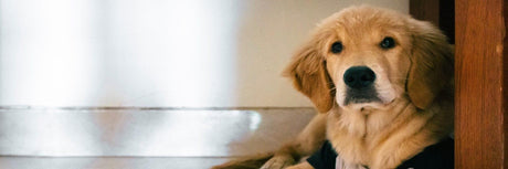 Are Wax Melts Safe for Dogs and Cats?