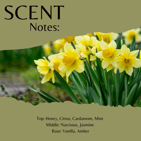 Scent notes graphic featuring a photo of yellow daffodils with green leaves on a beige background. Large text reads 'SCENT Notes:' and smaller text lists fragrance notes: Honey, Citrus, Cardamom, Mint for the top; Narcissus, Jasmine for the middle; Vanilla, Amber for the base.