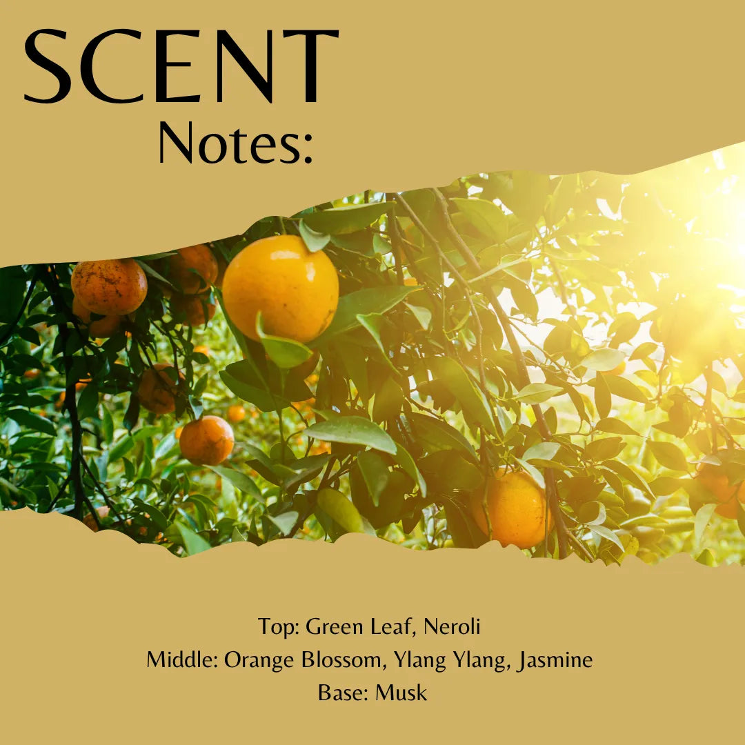 Scent Notes: fragrance profile graphic with a photo of oranges on a tree and text listing notes: Green Leaf, Neroli, Orange Blossom, Ylang Ylang, Jasmine, and Musk.