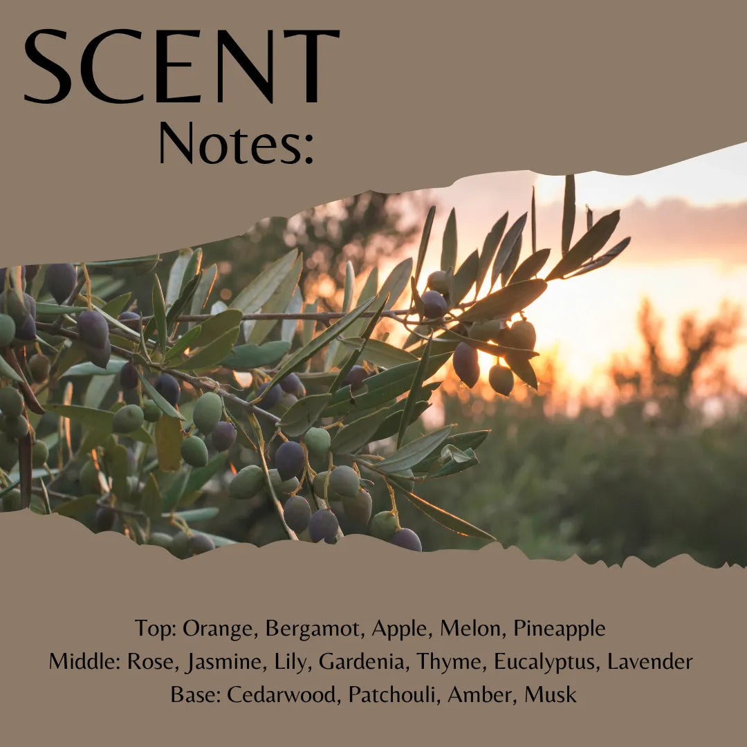 Scent Notes graphic featuring a photo of an olive branch with green olives and leaves against a warm sunset sky, with text listing fragrance notes: Top: Orange, Bergamot, Apple, Melon, Pineapple; Middle: Rose, Jasmine, Lily, Gardenia, Thyme, Eucalyptus, Lavender; Base: Cedarwood, Patchouli, Amber, Musk.