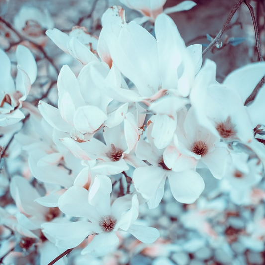 Jasmine & Magnolia Fragrance Oil - Reformulated